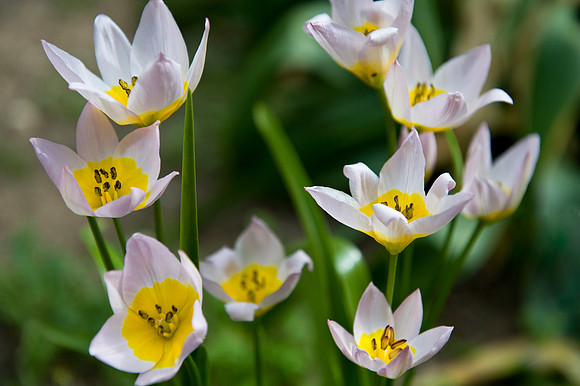 Tulipa bakeri Lilac Wonder