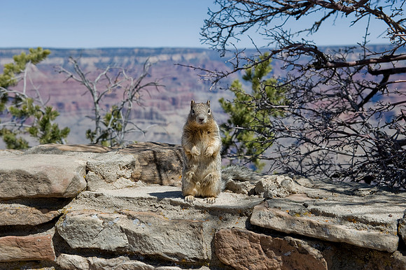 Grand Canyon, South Rim