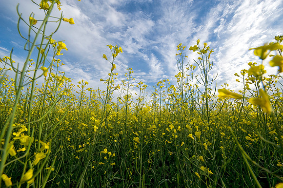 Gladstone canola