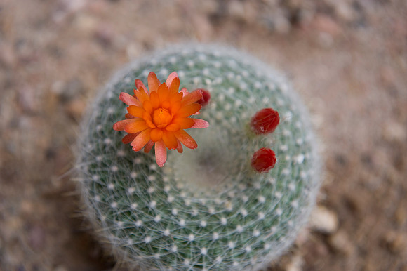 cactus in bloom
