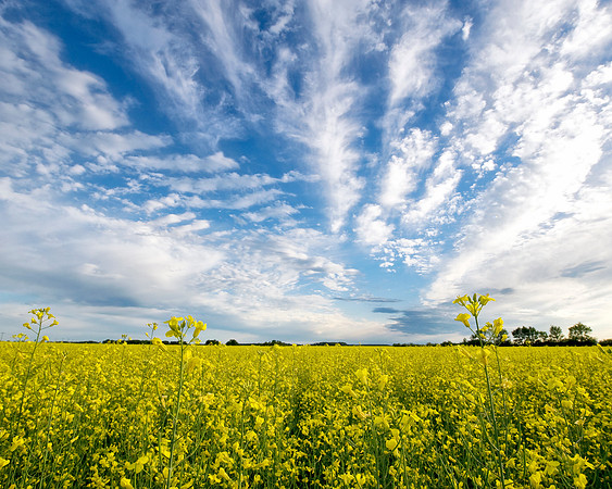 Gladstone canola