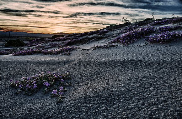 desert sand verbena