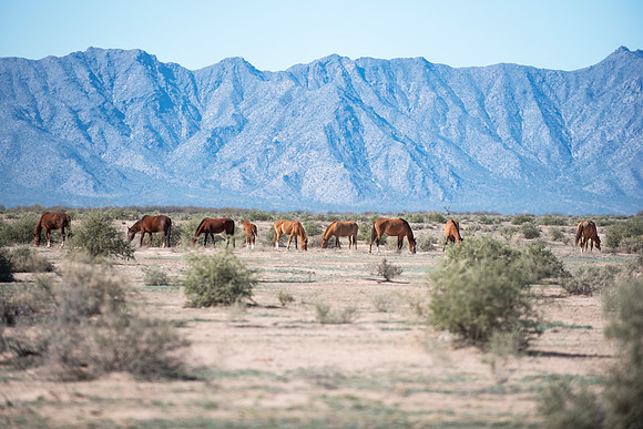 Wild horses outside Maricopa, AZ