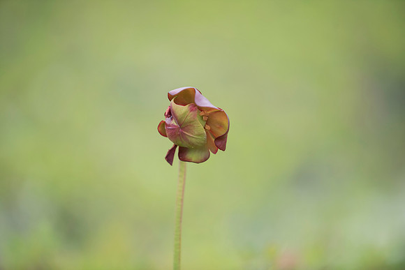 Newfoundland Pitcher Plant