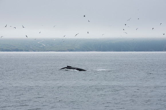 Bay de Verde, Newfoundland