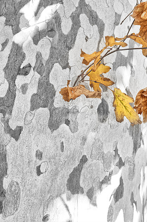 Gum tree bark