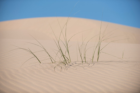 Imperial Sand Dunes - Glamis, AZ