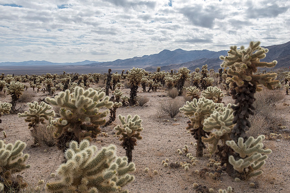 Joshua Tree National Park