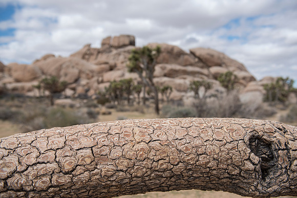 Joshua Tree National Park