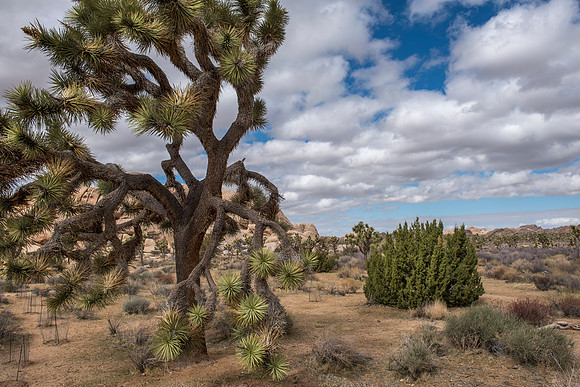 Joshua Tree National Park