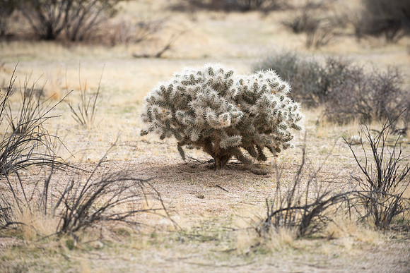 Joshua Tree National Park