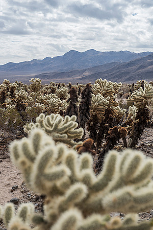 Joshua Tree National Park