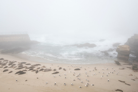 San Diego Children't Pool harbour seals