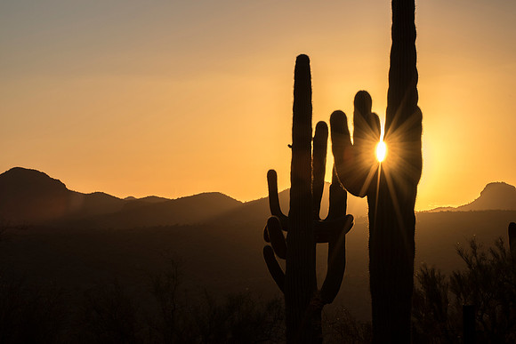 Lake Pleasant saguaro