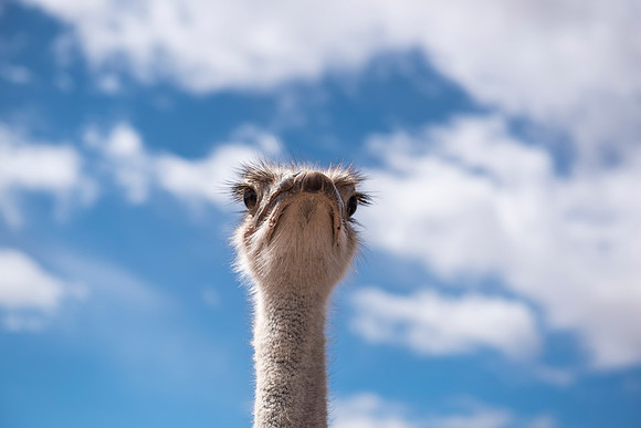 Ostrich farm, Arizona