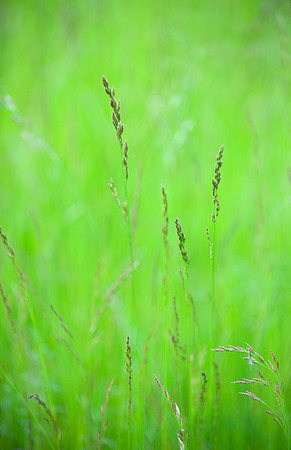 _PLR6114FINAL GREEN