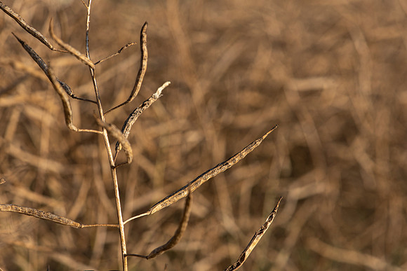 canola