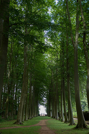 hidcote17
