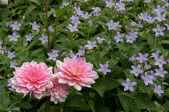 hidcote4