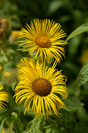 hidcote12