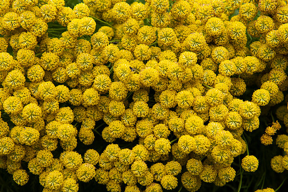 hidcote6