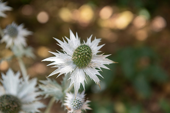 hidcote14