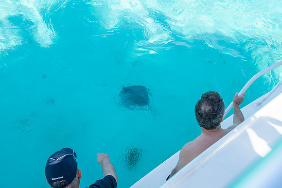 Cayman Islands stingray
