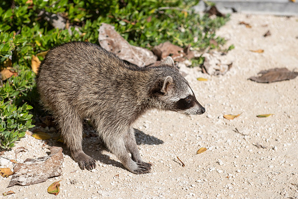 Punta Sur Ecological Park, Cozumel, Mexico