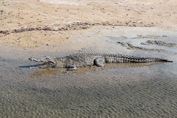 Crocodile, Punta Sur Ecological Park, Cozumel, Mexico