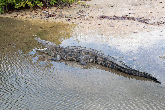 Crocodile, Punta Sur Ecological Park, Cozumel, Mexico