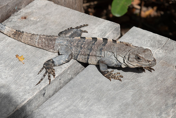 Punta Sur Ecological Park, Cozumel, Mexico