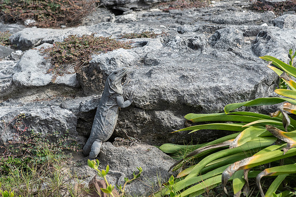 El Caracol, Cozumel Mexico