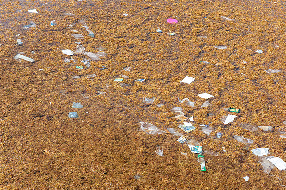 Garbage along shore, Cozumel Mexico