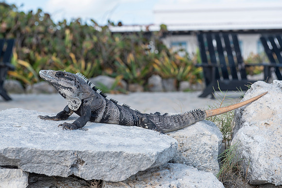 Punta Sur Ecological Park, Cozumel, Mexico