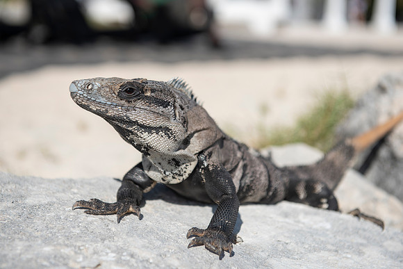 Punta Sur Ecological Park, Cozumel, Mexico