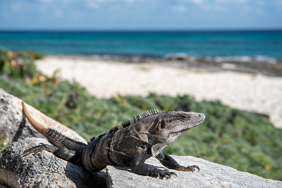 Punta Sur Ecological Park, Cozumel, Mexico