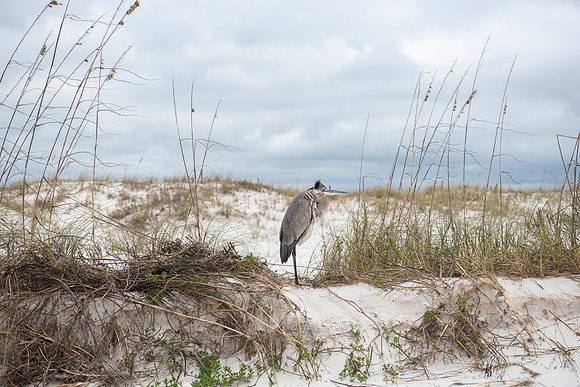 Pensacola Johnson Beach heron