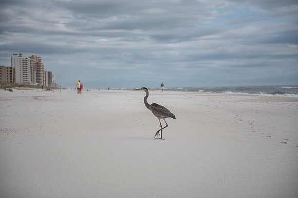 perdido key fl 8