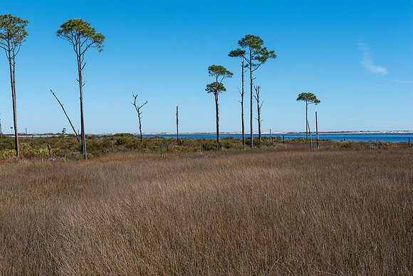 perdido key big lagoon state park 3