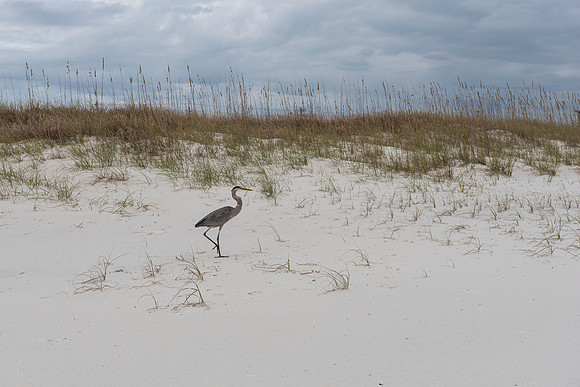 perdido key fl 6