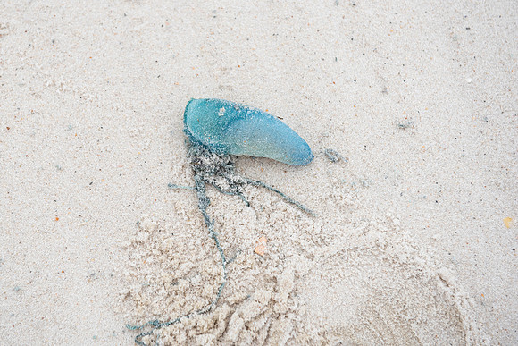 Pensacola Johnson Beach Man O' War