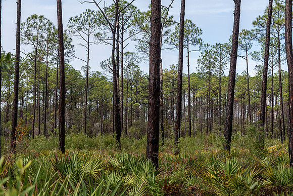 pensacola tarkiln bayou trail 2