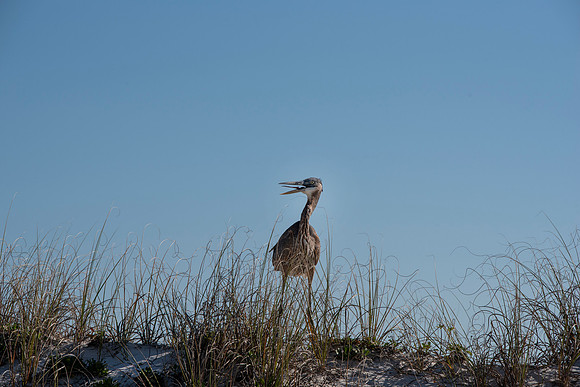 perdido key heron laugh