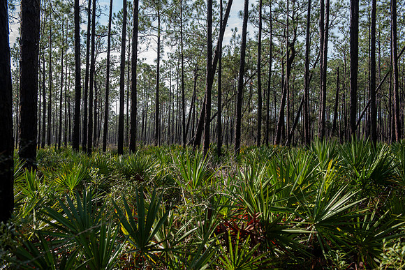pensacola tarklin bayou trail