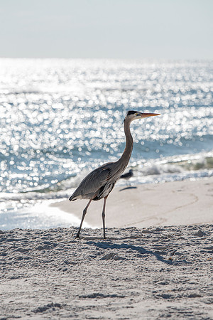 perdido key heron 2