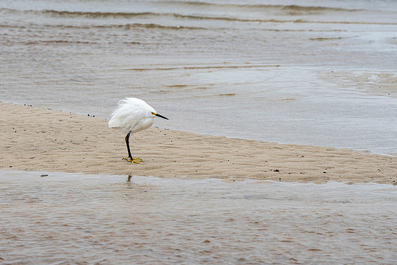 ocean springs bird