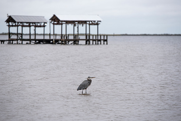 ocean springs ms bird 2