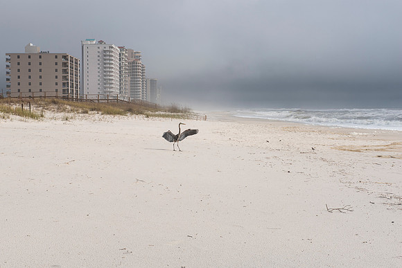 perdido key heron wings