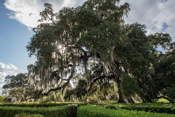 Louisiana Evergreen Plantation tree 2