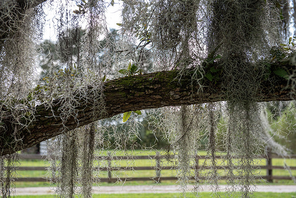 Louisiana Evergreen Plantation Spanish Moss